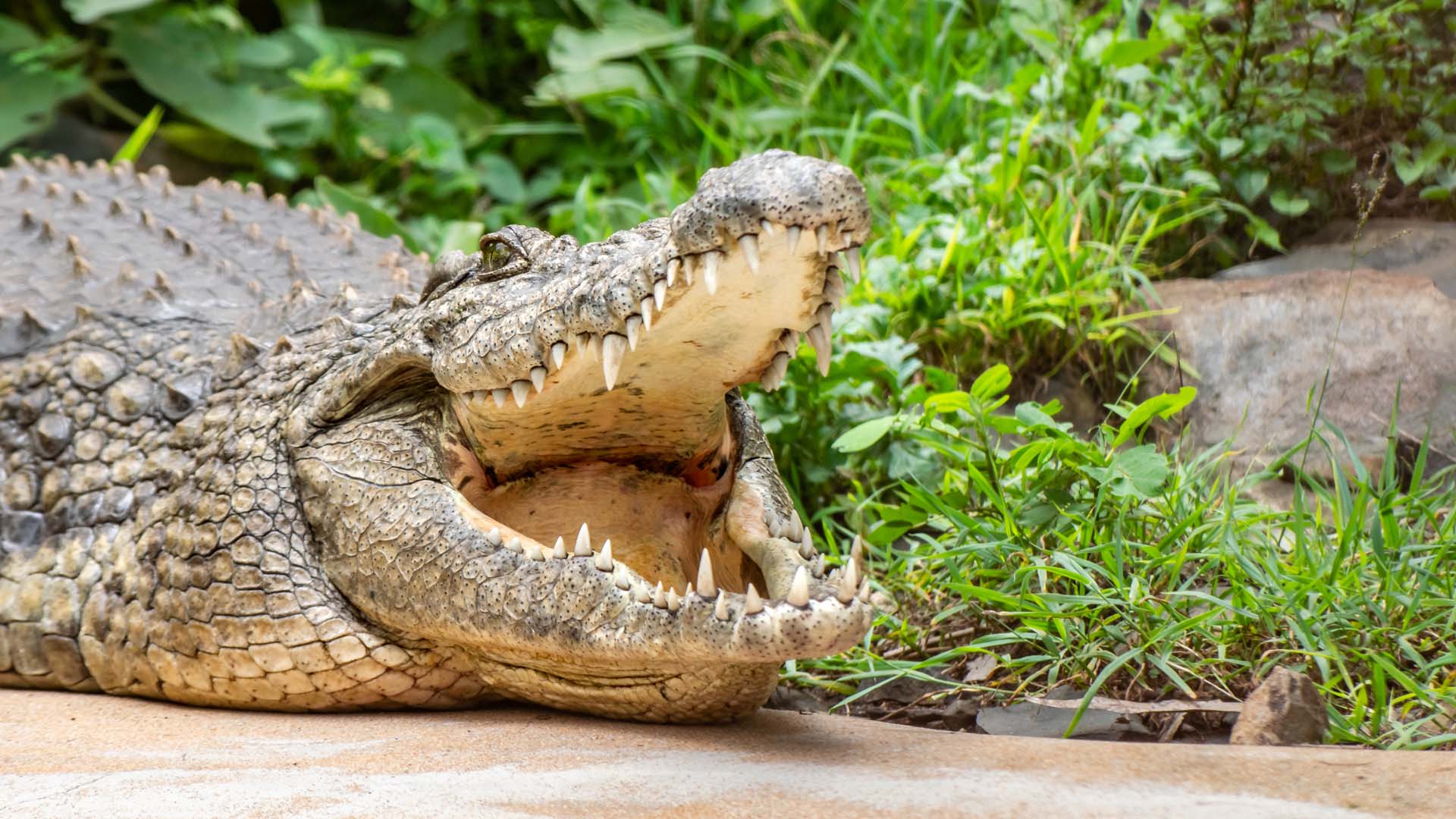 Crockodile at Eldoret Animal Sanctuary