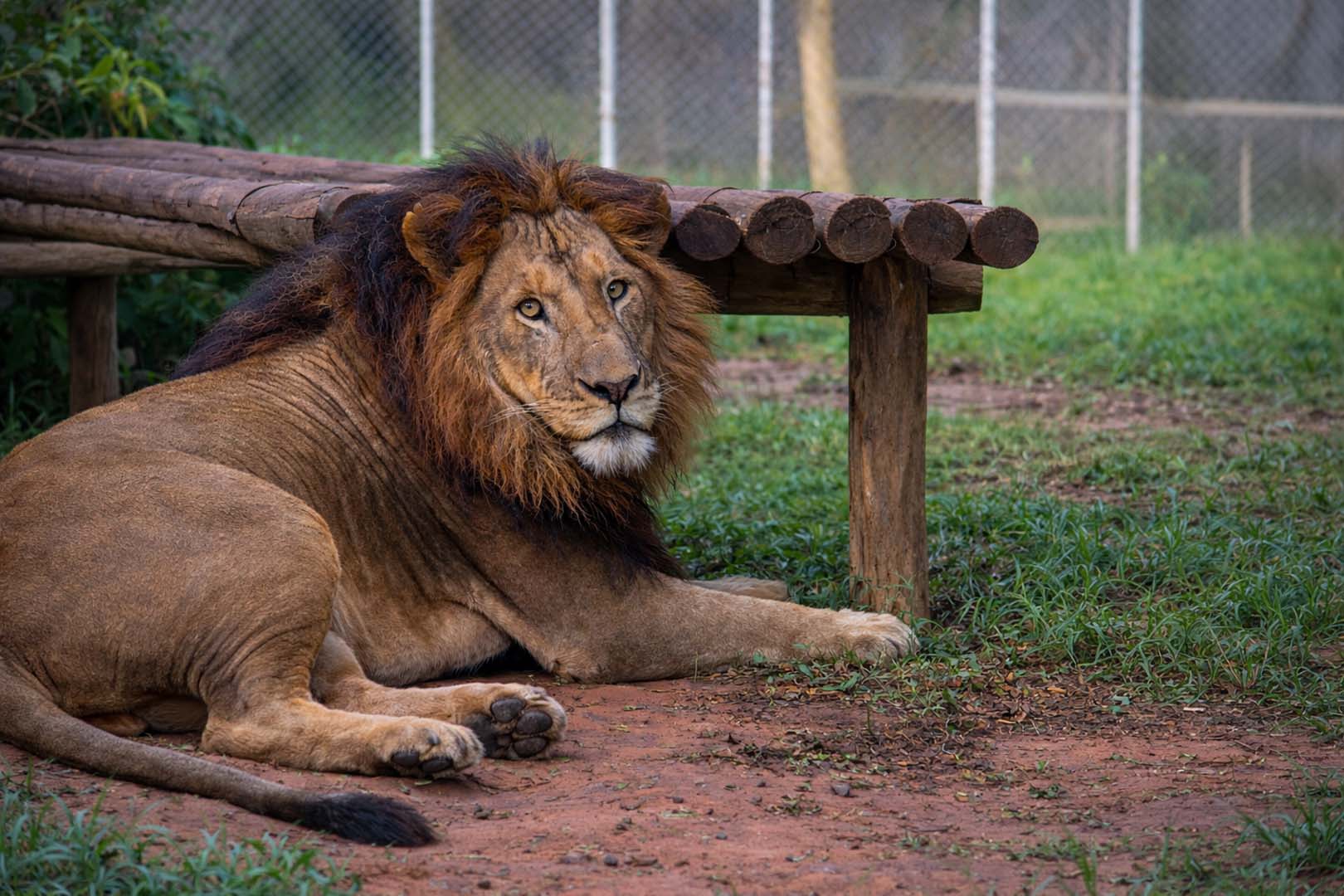 David the Lion.Eldoret Animal Sacntuary