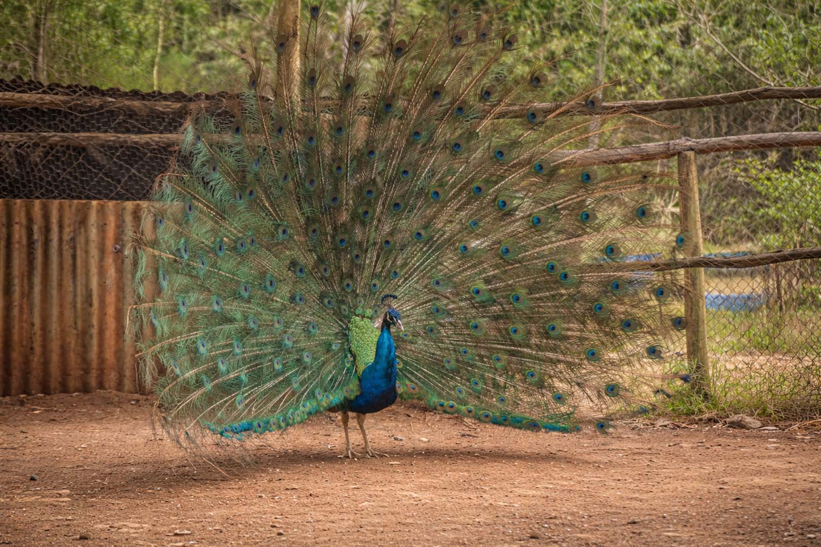Peacock.Eldoret Animal Sacntuary