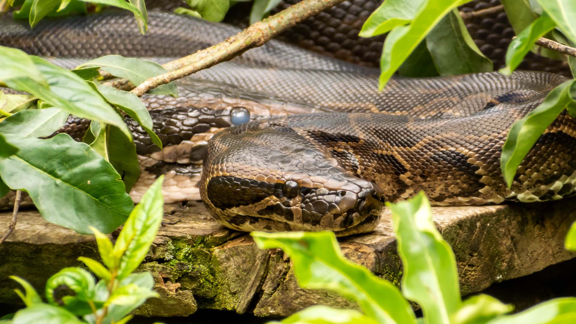 Pythone.Eldoret Animal Sanctuary